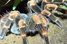 Arenal Night Walk: Frogs, Sloths & Wildlife with Naturalist Guide