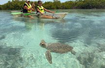 Providenciales Clear Kayak Mangrove & Turtle Eco Tour