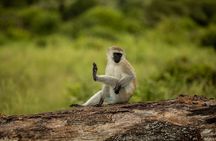 Tarangire National Park Day Trip