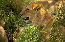 Tarangire National Park Day Trip