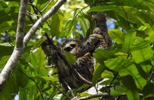 Manuel Antonio National Park Guided Wildlife Tour