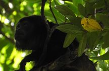 Manuel Antonio National Park Guided Wildlife Tour