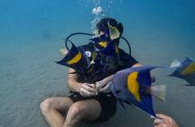 Try Scuba dive in Qatar