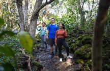 Rangitoto Island Guided Walk incl. Scenic Ferry | Tapuwae Tours