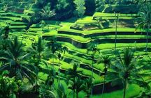 Ubud Private Tour with Rice Terrace Swing Temple Balinese Culture