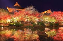 Kyoto Night Tour with Seasonal Illuminations (only 1 group a day)