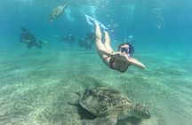 Abu Dabbab Snorkeling Tour with Turtles and Dugong Hurghada