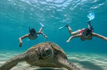 Abu Dabbab Snorkeling Tour with Turtles and Dugong Hurghada