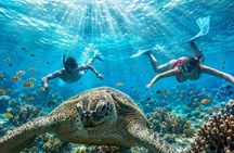 Abu Dabbab Snorkeling Tour with Turtles and Dugong Hurghada
