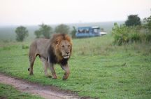 Half Day Nairobi National Park Safari with Free pickup & drop-off
