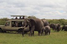 Full Day Tsavo East Safari from Mombasa with Lunch