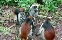 Jozani forest red monkey ,Salam cave & mtende beach