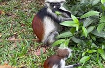 Jozani forest red monkey ,Salam cave & mtende beach