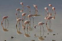 5 Day Serengeti and Ngorongoro Unforgettable Great Safari