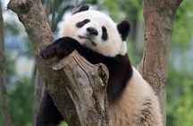 Private Chengdu Full Day City Tour with Pandas & Local Highlights