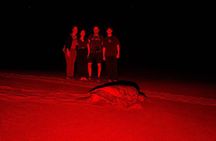 Nesting of Sea Turtles