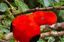 From Cuzco Tour to Manu National Park For 4 days