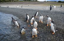 Penguin spotting on a small boat from Ushuaia