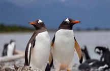 Penguin spotting on a small boat from Ushuaia