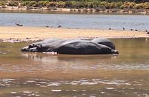 Full Day Safari Game Drive Experience
