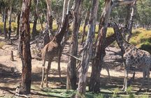 Full Day Safari Game Drive Experience