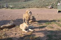 Full Day Safari Game Drive Experience