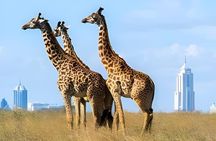 Afternoon Tour To Nairobi National Park