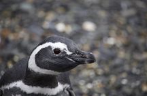 Penguin spotting on a small boat from Ushuaia