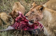 Full Day Tsavo East Safari from Mombasa with Lunch