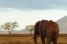 Full Day Tsavo East Safari from Mombasa with Lunch