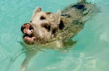 Swimming Pigs Of Rose Island Water Taxi & Turtle Viewing Nassau