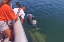 Dolphin and Manatee Boat Tour near Cocoa Beach and Port Canaveral