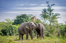Elephant Sanctuary Volunteer Experience in Phuket