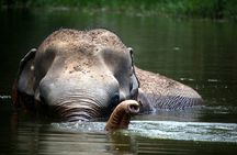 Elephant Sanctuary Volunteer Experience in Phuket