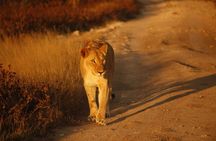 3 Day Private Safari to Tarangire and Ngorongoro from Moshi