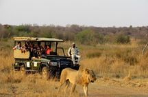 Dinokeng Open Vehicle Game Safaris Trip from Johannesburg