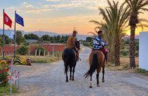Camel ride & carriage OR horse in the mountains