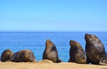 Transfer to San Antonio port with Valparaiso & Casablanca tour