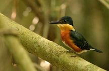 Guided Birding Tour in Uxuxubi