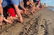 Mazatlan Baby Sea Turtle Conservation Encounter and Beach Day