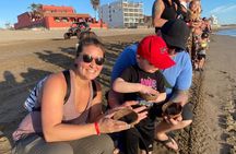 Mazatlan Baby Sea Turtle Conservation Encounter and Beach Day