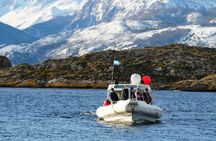 Penguin spotting on a small boat from Ushuaia