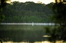 Noosa Everglade Kayak -South/Noosa End - Searching for Stingrays!
