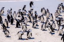 Full-Day Cape of Good Hope and Cape Peninsula Scenic Excursion