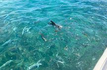 St Anne Marine Park Glass Bottom Boat Tour with BBQ