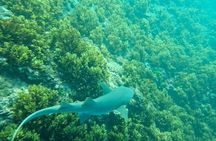 St Anne Marine Park Glass Bottom Boat Tour with BBQ