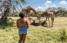 Nature Walk with Giraffes in Mombasa