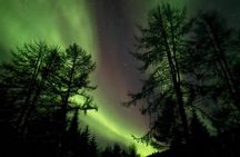 Northern Lights Chase in Alta, Norway with Local Guide