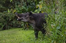 Tapir Valley Night Walk from Papagayo: Wildlife, Frogs and Dinner