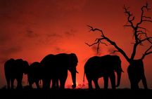 4-Days Group Camping Safari : Tarangire, Ngorongoro & Serengeti